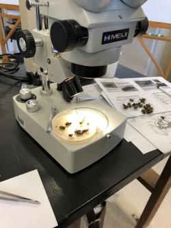 April 6 2019 Microscope Workshop - Scope