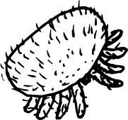 Varroa Mite Drawing