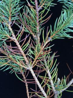 Diseased one- and two-year-old needles on a blue spruce (P. pungens). Needles on this host often appear purple before becoming brown to straw-colored.