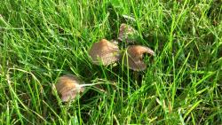 Mushrooms commonly arise in lawns during wet weather (Photo by J. Lanier).
