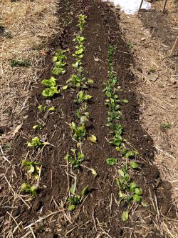 Figure 1. Spinach in Franco’s’ garden on April 25th. Spinach transplanted on April 10th.  (Picture by Franco Mangan)