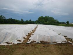 Figura 5. Cubiertas flotantes para proteger un cultivo de hoja frondoso cultivado en la UMass Research Farm en Deerfield MA susceptible a una agresiva plaga 2010 (Foto tomada por Franco Mangan)