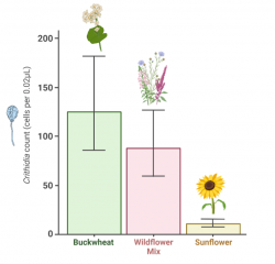 Figure 2. Crithidia level by pollen diet. Bees fed a sunflower pollen diet had significantly lower Crithidia counts than bees fed buckwheat or a wildflower mix. Adapted from Giacomini et al. 2018.