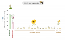 Figure 3. Crithidia level by pollen diet. Pollen from multiple sunflower varieties and goldenrod species reduced Crithidia levels relative to buckwheat pollen and a wildflower pollen mix. Adapted from LoCascio et al. 2019.