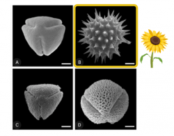 SEM photographs of some pollen types. Sunflower pollen is in the top right corner; notice how spiky it is. Pollen key: A. Sarcomphalus mistol. B. Helianthus annuus. C. Eugenia uniflora. D. Schinopsis balansae. Scale bars – 5 µm.  Adapted from Salgado et al. 2017.