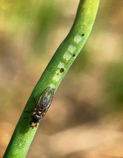 Allium leafminer fly on an onion leaf.