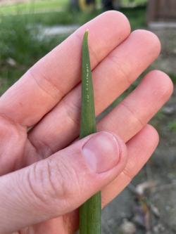 A row of small white spots on the tip of a scallion leaf.