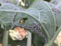 Group of many waxy gray cabbage aphids lining the edge of a leaf
