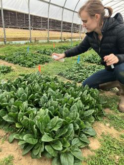 A person bending over a plot of green spinach in a high tunnel, holding a spray bottle.