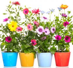 4 colorful flower pots