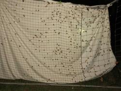 Gypsy moth males attracted to the light behind a sheet hung at night to detect flying moths in Framingham, MA in 2018. Photo courtesy of Dr. Jennifer Forman Orth, MA Department of Agricultural Resources.
