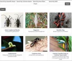 This is an example of (some, not all) of the insects that come up when you search by host plant common name “maple”. 