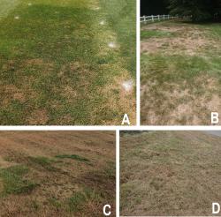 Figure 1. Examples of billbug damage observed in July (A and B) and in early September (C and D) in the turf areas with the high-density billbug infestation (bluegrass billbugs).