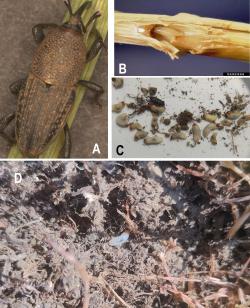 Figure 2. Bluegrass billbug life stages: adult (A), eggs (B, photo courtesy of David Shetlar, The Ohio State University, Bugwood.org), Larvae and adult collected in July 1, 2022 (C), larvae feeding in the thatch layer (D)