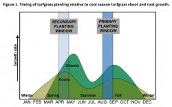 Figure 1. Timing of turfgrass planting relative to cool-season turfgrass shoot and root growth.