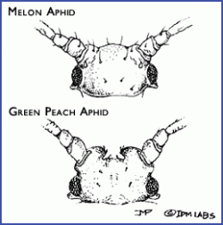 Illustrated comparison between head shapes of melon and green peach aphid where large tubercles at the base of the green peach aphid's antennae create the impression of an indentation in between. 