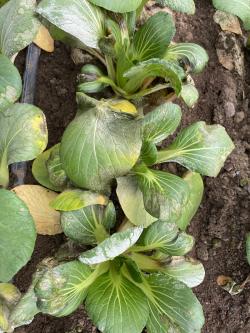 Bok choy plants growing in the ground with white growth on the leaves.