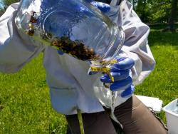 taking a bee sample
