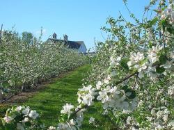 2012 New England Tree Fruit Management Guide