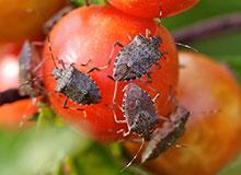 Brown Marmorated Stink Bug Monitoring