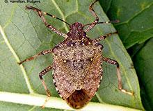 Brown Marmorated Stink Bug Management