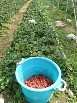 gathering cull strawberries from day neutral field (curtesy of Ontario Ministry of Agriculture, Food and Rural Affairs)