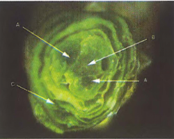 Figure 11. Bud cross section White bud to bud swell stage A = floral initials, B = vegetative meristem, C = bud scales 