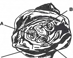 Figure 12. Bud cross section Cabbage head stage diagram A = floral initials, B = vegetative meristem, C = bud scales 