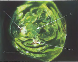 Figure 13. Bud cross section Cabbage head stage  A = floral initials, B = vegetative meristem, C = bud scales 