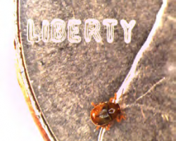 Adult beetle on a penny.
