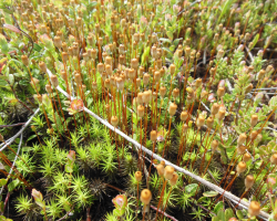 Haircap moss - sporophyte stalks with capsules.