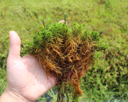 Thick mat of Spagnum sp. showing decaying older growth with living stems on the top layer.