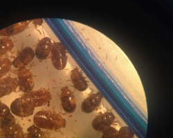 A collection bag of the tiny casebearer beetles. (Magnification)