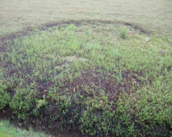Fairy rings will have dying vines as the ring expands and the interior part is colonized by weeds. 