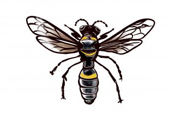Cerceris fumipennis wasp illustrated by Melissa Schreiner, Colorado State University Extension.