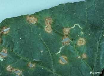 Anthracnose leaf spot, R.L. Wick