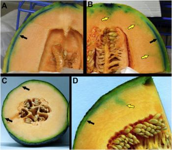 Infiltration of human pathogen Listeria monocytogens, accompanied by blue dye for visualization, into cantaloupe after hydrocooling. Source: Macarisin et al. 2017.