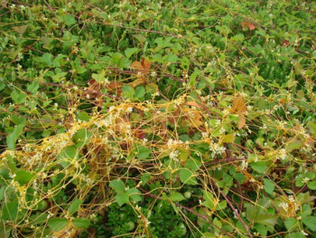 Close-up of a dodder infestation on a weedy cranberry bed 