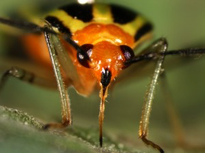 Example of piercing-sucking mouthparts in a plant bug. 