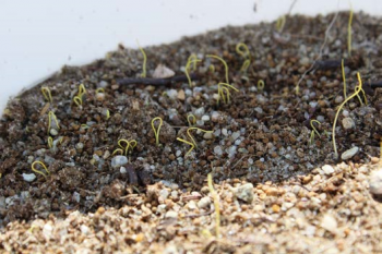 Seedlings emerging showing the “hook” and “searching” forms. 