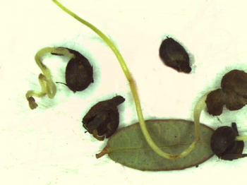 Various stages of dodder germination: seeds with emerging and elongated seedlings 