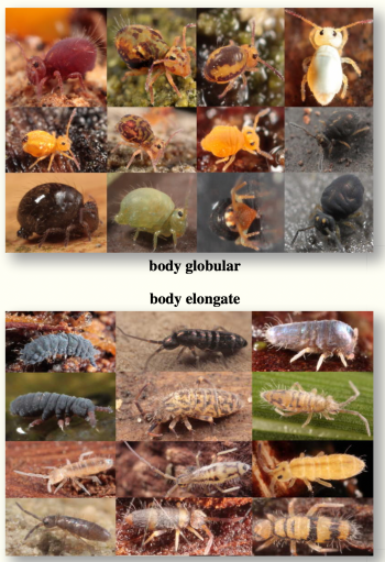 An array of Springtails-Collembola showing how colors and shape vary. We often see globular bodied species, but among years, the most common ones vary greatly. 