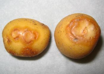 Necrotic strain of PVY on Yukon Gold tuber, potatovirus.org