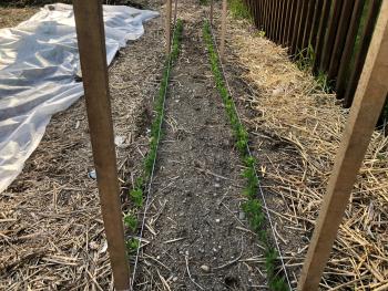 Frank Mangan's Home Garden April 24, 2020 with peas planted April 12