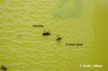 Adult fungus gnat and shore fly on sticky card