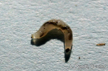 Photo of fungus gnat larva