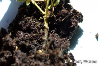Fungus gnat larvae in soil around the crown of a plant