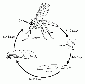 Diagram depicting the life cycle of the fungus gnat, which consists of egg, larval, pupal, and adult life stages