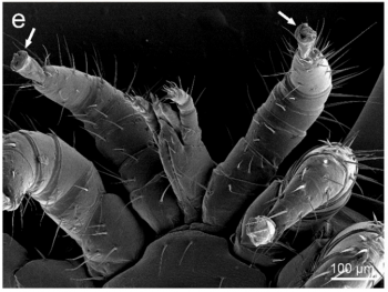 Image of Varroa Mite, from Ramsey et al. 2019