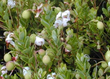 Flowers, pinheads, and small berries, Howes shown. 